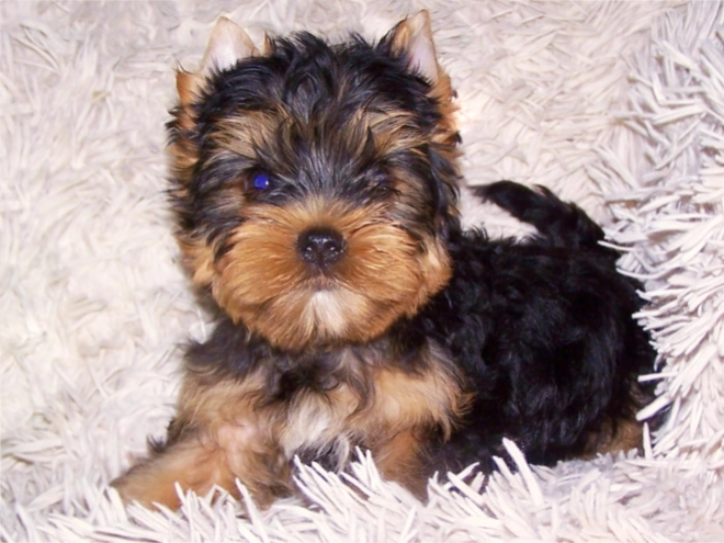 Yorkshire Terrier Welpe kaufen