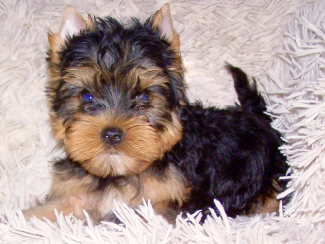 Yorkshire Terrier Welpe kaufen
