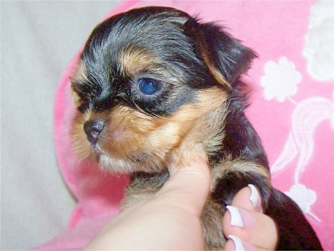 Yorkshire Terrier puppy for sale
