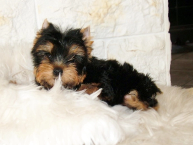 Yorkshire Terrier puppy for sale