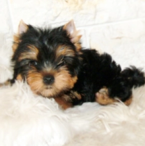 Yorkshire Terrier puppy for sale