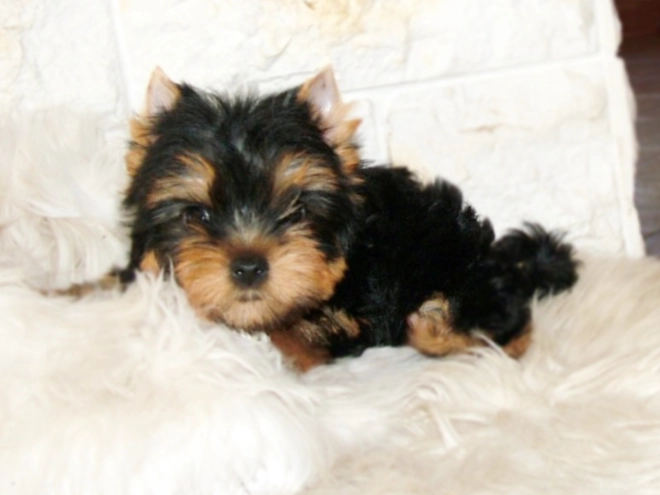 Yorkshire Terrier puppy for sale