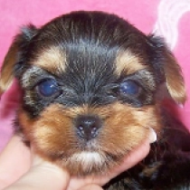 Mona Lisa, blue and tan Yorkshire Terrier Welpen kaufen