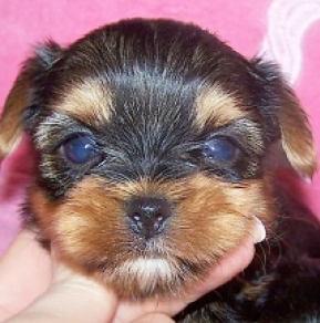 Yorkshire Terrier puppy for sale