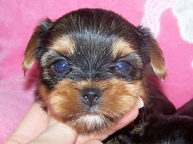 Yorkshire Terrier puppy for sale