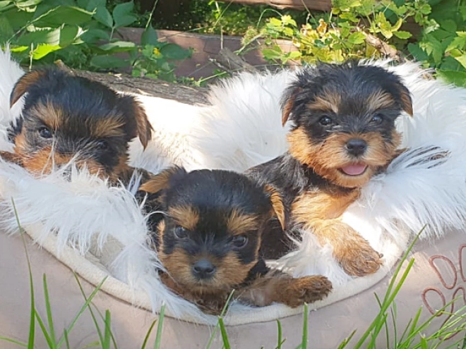 Yorkshire Terrier puppy for sale