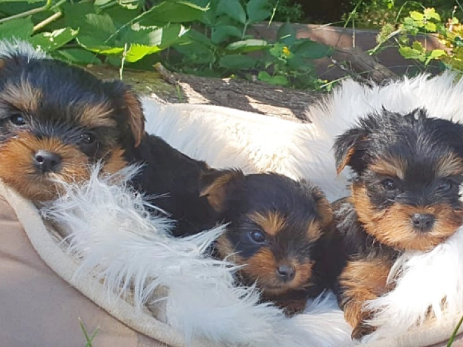 Yorkshire Terrier puppy for sale