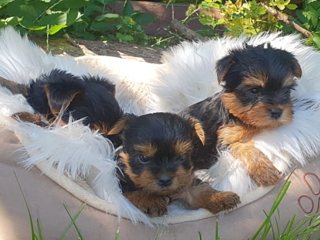 Yorkshire Terrier puppy for sale