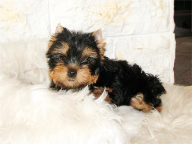Yorkshire Terrier puppy for sale