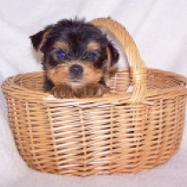 Sweetie, blue and tan Yorkshire Terrier for sale