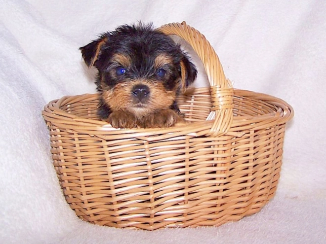 Yorkshire Terrier puppy for sale