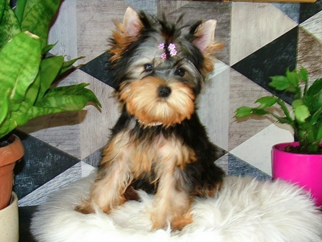 Yorkshire Terrier puppy for sale