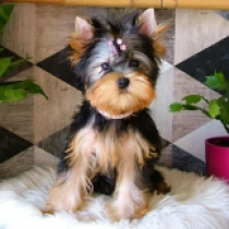 Sweetie, blue and tan Yorkshire Terrier for sale