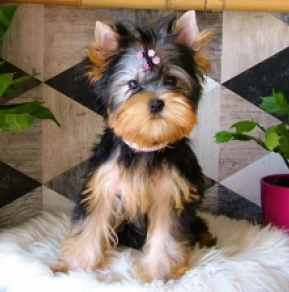 Sweetie, blue and tan Yorkshire Terrier for sale