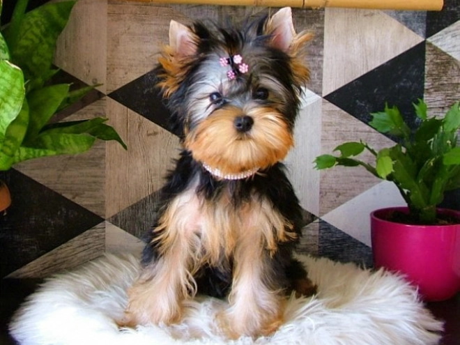 Yorkshire Terrier puppy for sale