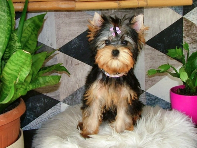 Yorkshire Terrier puppy for sale