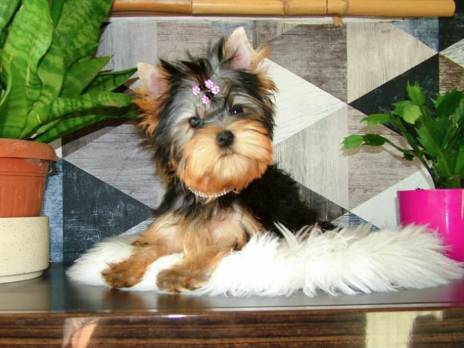 Yorkshire Terrier puppy for sale