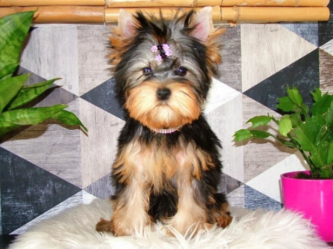 Yorkshire Terrier puppy for sale
