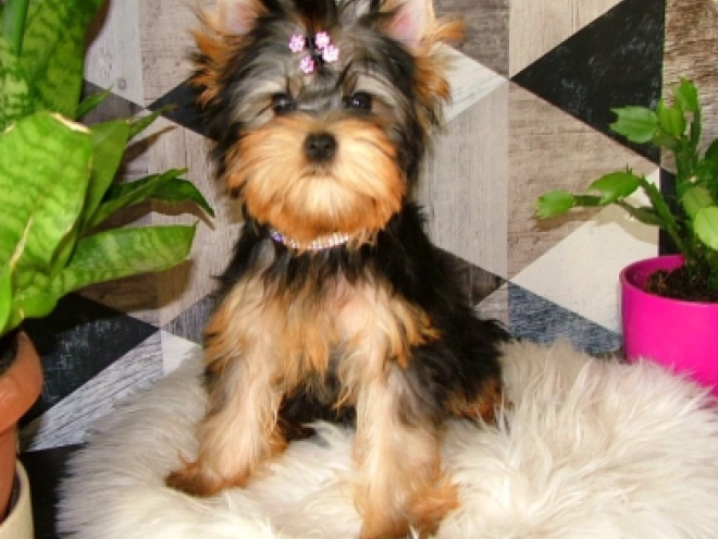Yorkshire Terrier puppy for sale