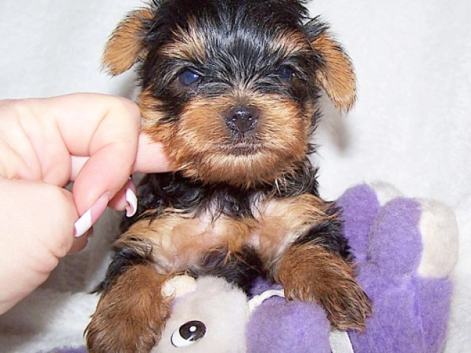 Yorkshire Terrier puppy for sale