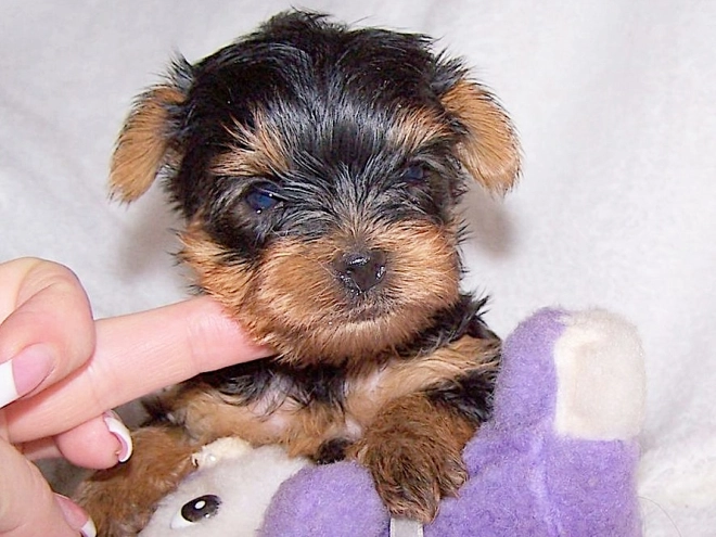 Yorkshire Terrier puppy for sale