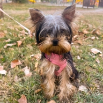 Sweetie, blue and tan Yorkshire Terrier en venta