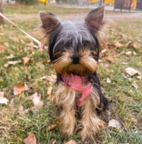 Perros Yorkshire Terrier en venta