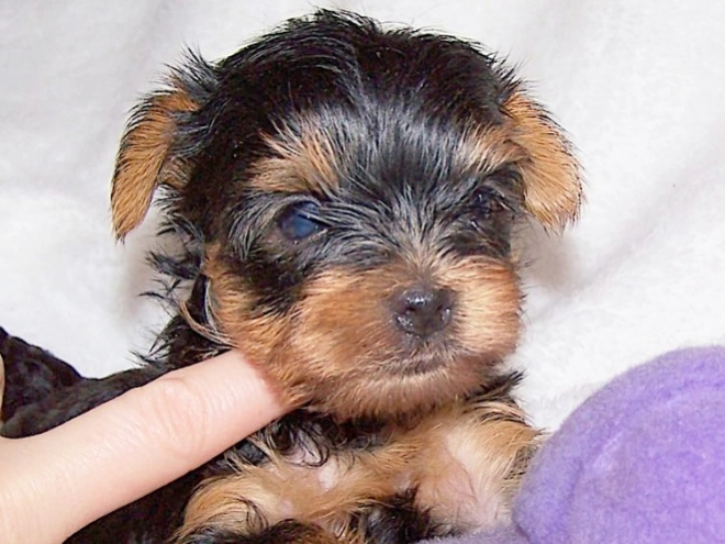 Yorkshire Terrier puppy for sale