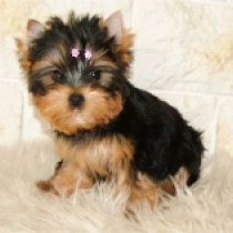Sweetie, blue and tan Yorkshire Terrier for sale