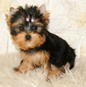 Yorkshire Terrier puppy for sale