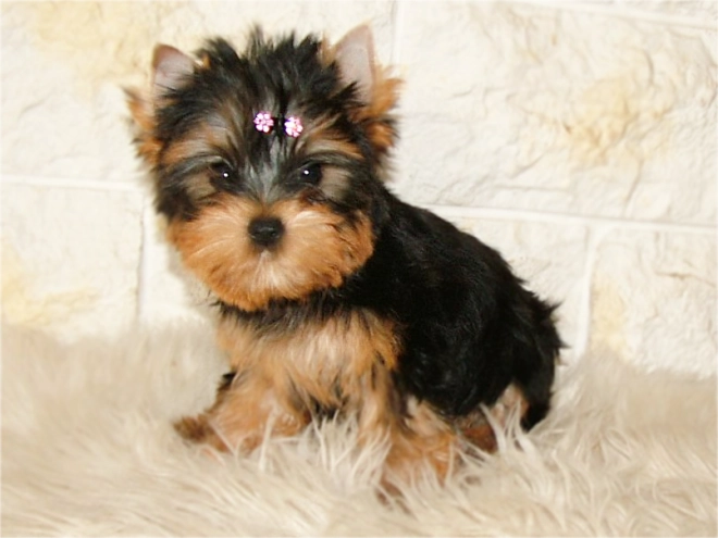 Yorkshire Terrier puppy for sale