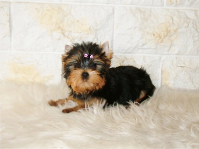 Yorkshire Terrier puppy for sale
