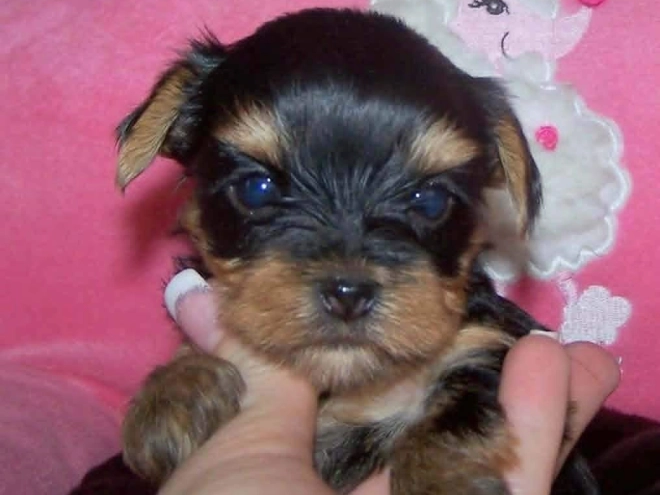 Yorkshire Terrier puppy for sale