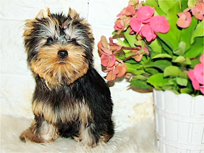 Yorkshire Terrier puppy for sale
