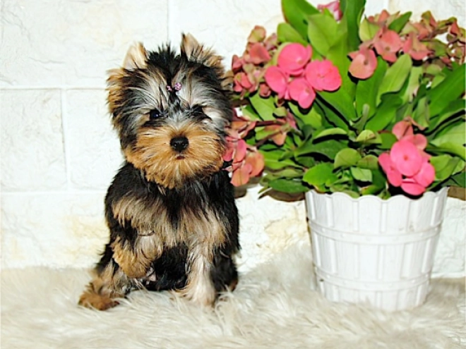 Yorkshire Terrier puppy for sale
