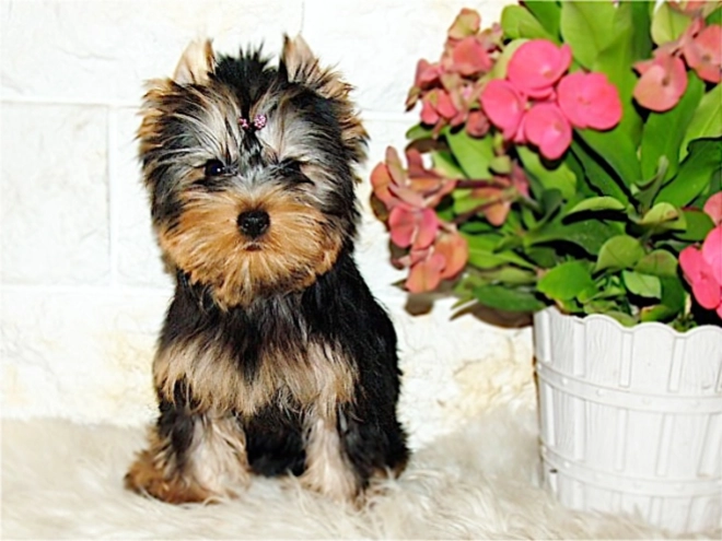 Yorkshire Terrier puppy for sale