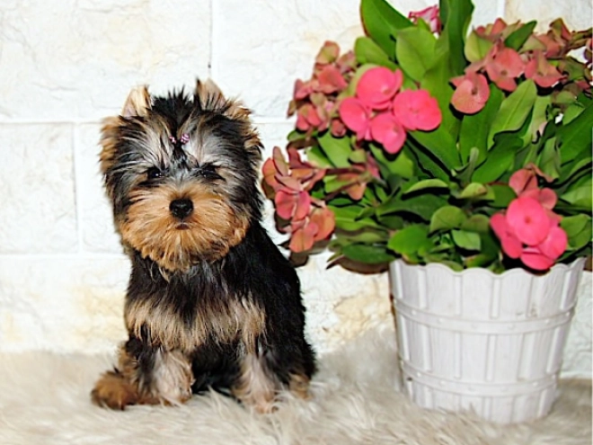 Yorkshire Terrier puppy for sale