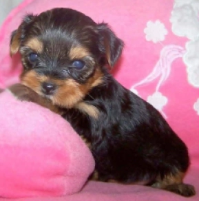 Yorkshire Terrier puppy for sale