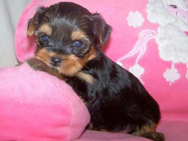 Yorkshire Terrier puppy for sale