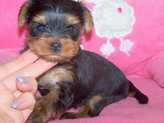 Yorkshire Terrier puppy for sale