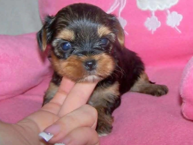 Yorkshire Terrier puppy for sale