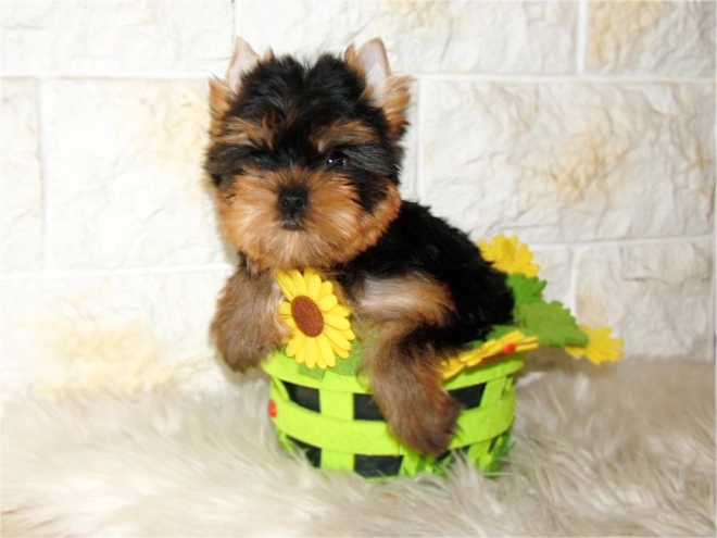 Yorkshire Terrier puppy for sale