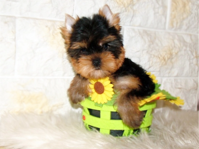 Yorkshire Terrier puppy for sale