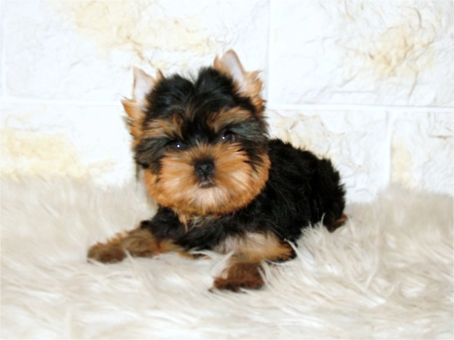 Yorkshire Terrier puppy for sale