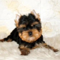 Twiggy, blue and tan Yorkshire Terrier for sale
