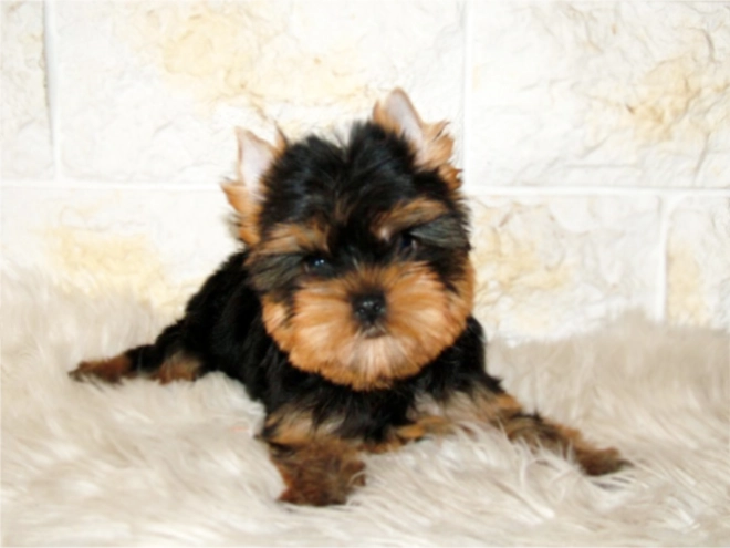Yorkshire Terrier puppy for sale