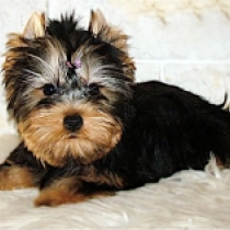 Twiggy, blue and tan Yorkshire Terrier for sale