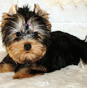 Yorkshire Terrier puppy for sale