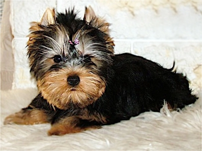 Yorkshire Terrier puppy for sale