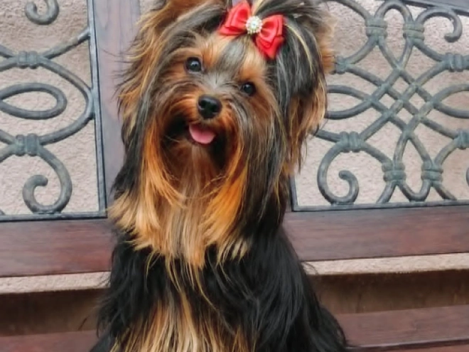Yorkshire Terrier puppy for sale